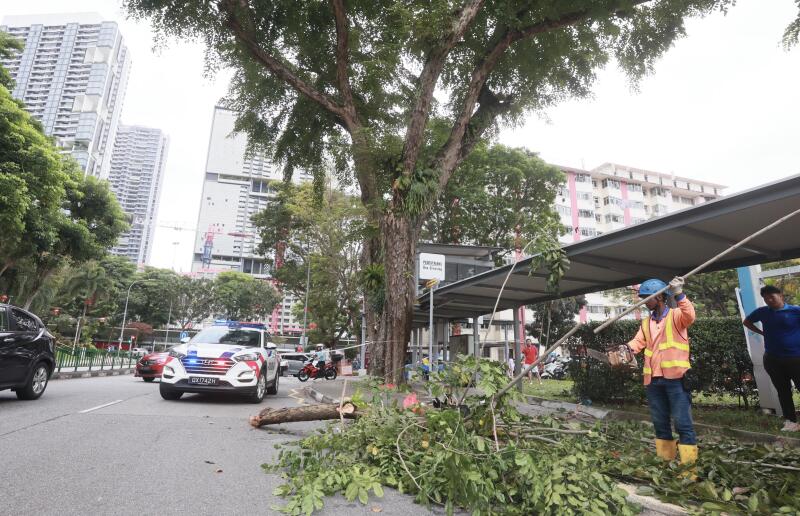 树干掉落砸伤头　狮城妇脊椎裂植钢钉