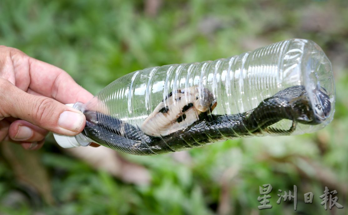 曾正尉视护蛇和生态为使命 捕蛇救蛇放生回大自然