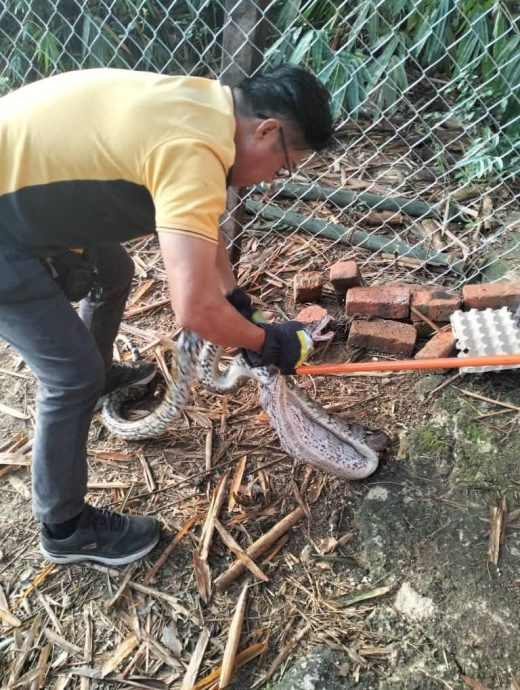 蛇年抓蛇 霹年初一起每天接投报 民防队义消队日夜捉蛇忙