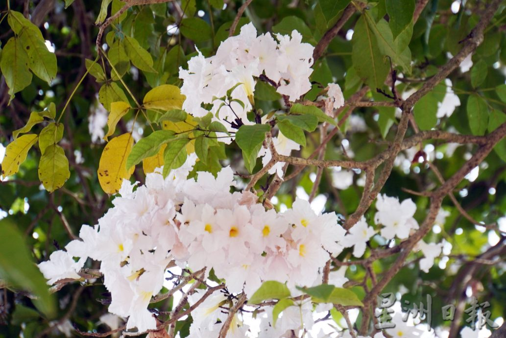 降雨量少、天气酷热乾燥，促使“大马樱花”提早开花，抢先2月初繁花盛开