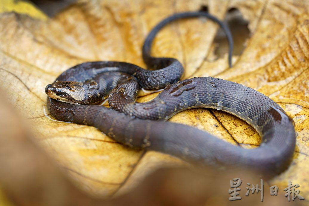 霹 ：【蛇年画页】有的漂亮有的凶猛 蛇你怕还是爱？