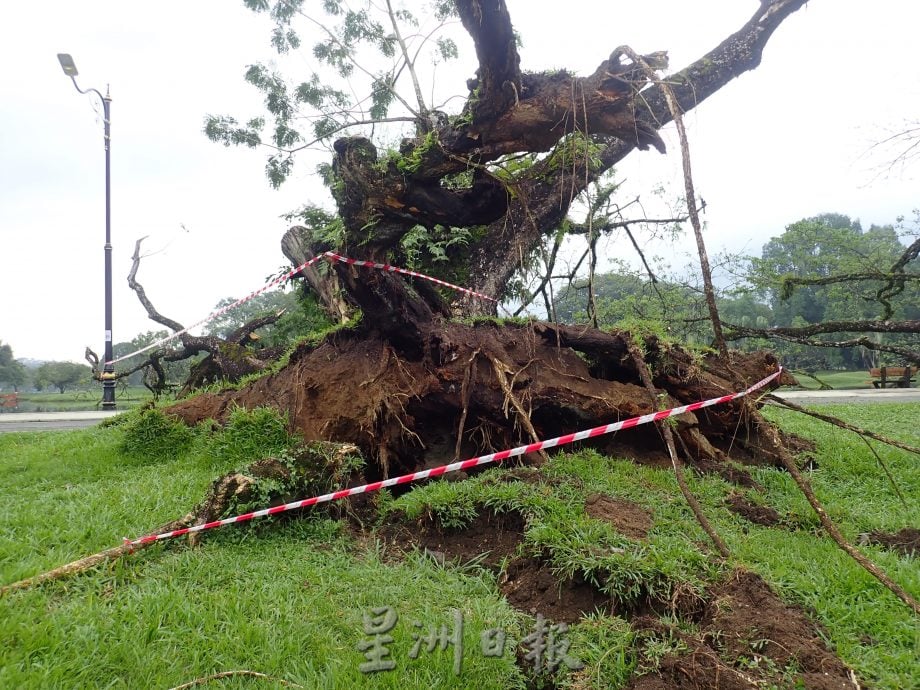 黄家和：树艺师拟定报告 采行动救太平湖雨树