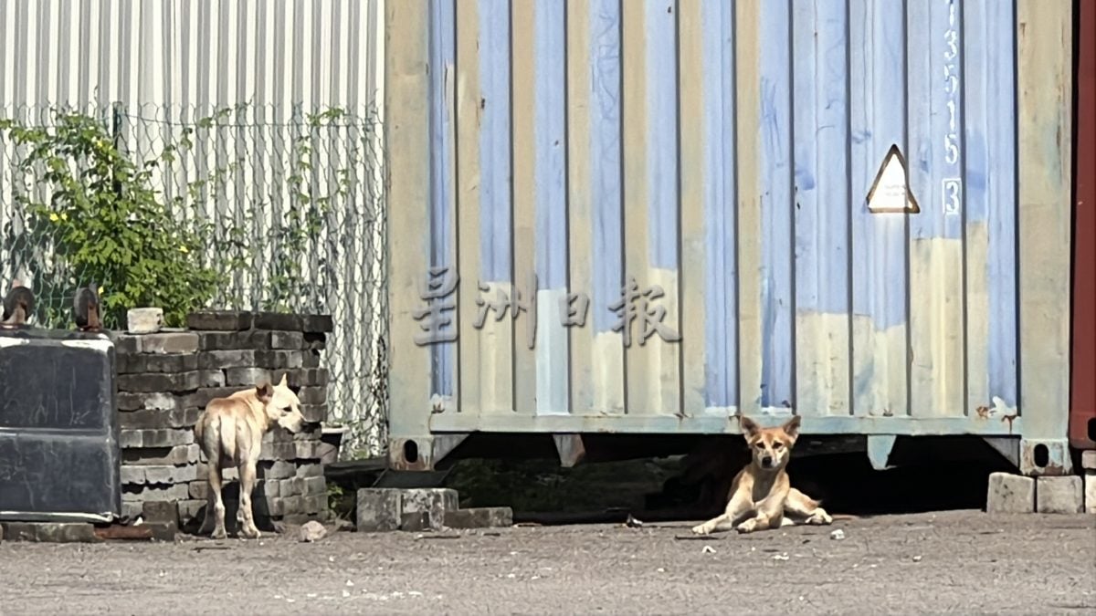 （古城封面主文）铁槽打造捕狗专用槽·义工盼民众支持配合