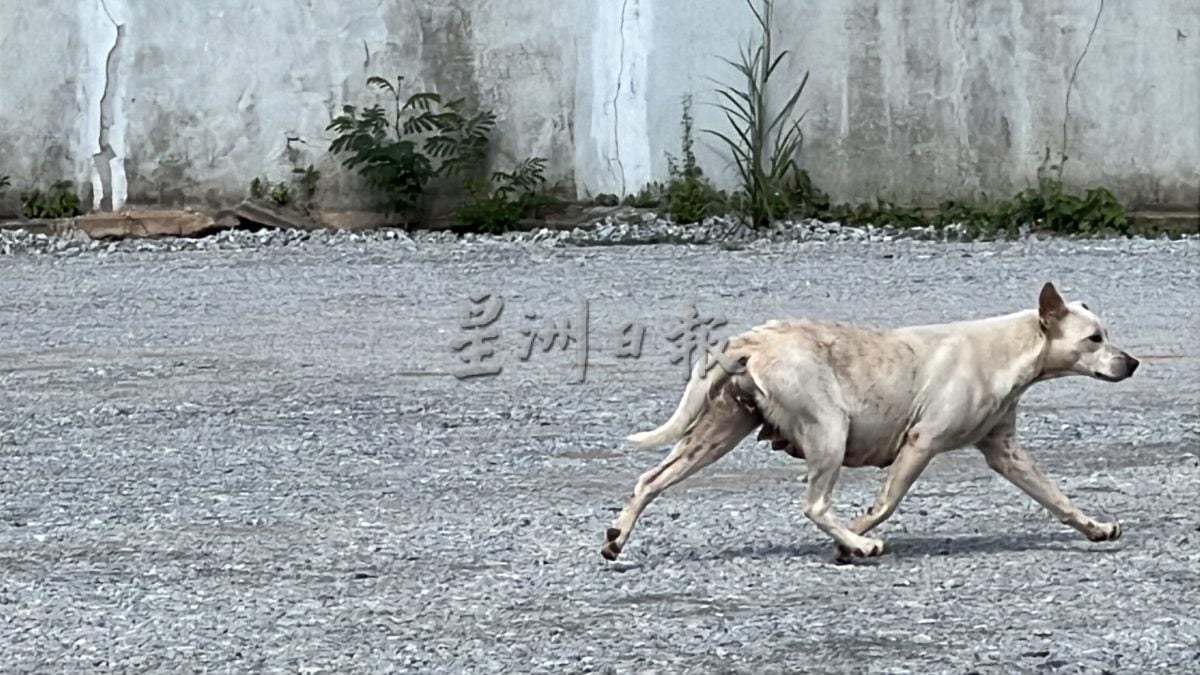 （古城封面主文）铁槽打造捕狗专用槽·义工盼民众支持配合