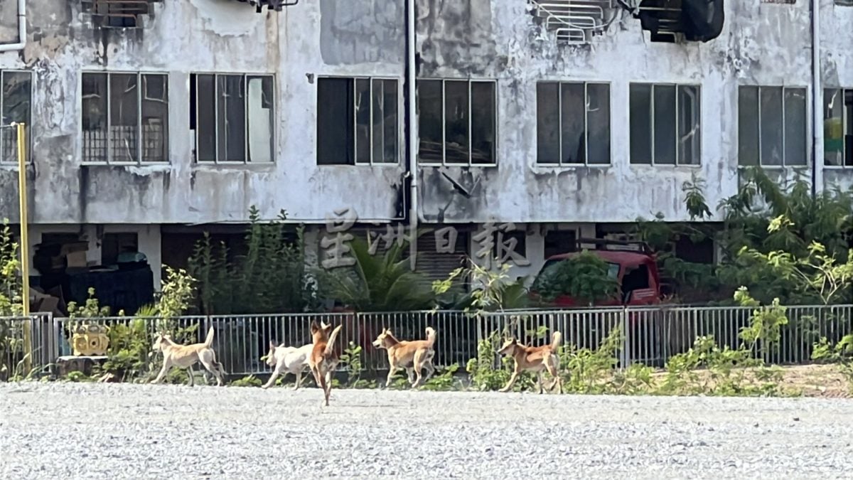 （古城封面主文）铁槽打造捕狗专用槽·义工盼民众支持配合