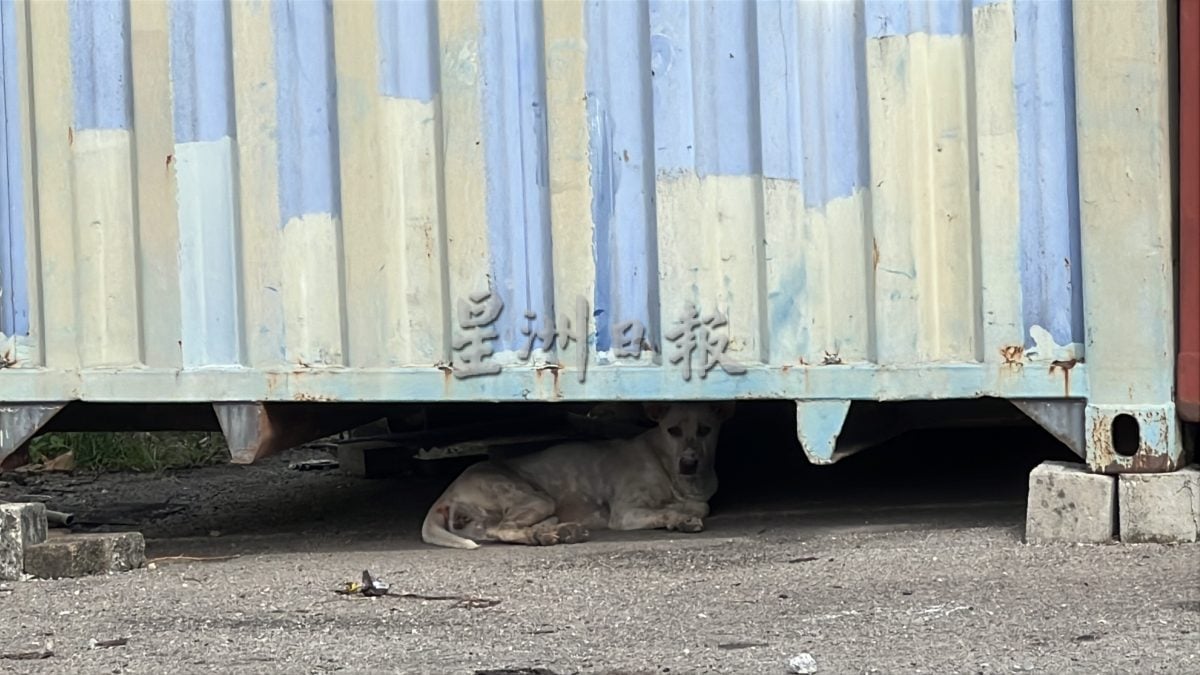 （古城封面主文）铁槽打造捕狗专用槽·义工盼民众支持配合