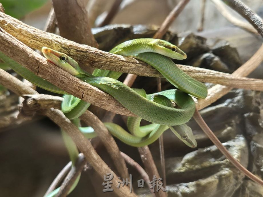 （古城新年备稿）：蛇年来解开人们对蛇的迷思