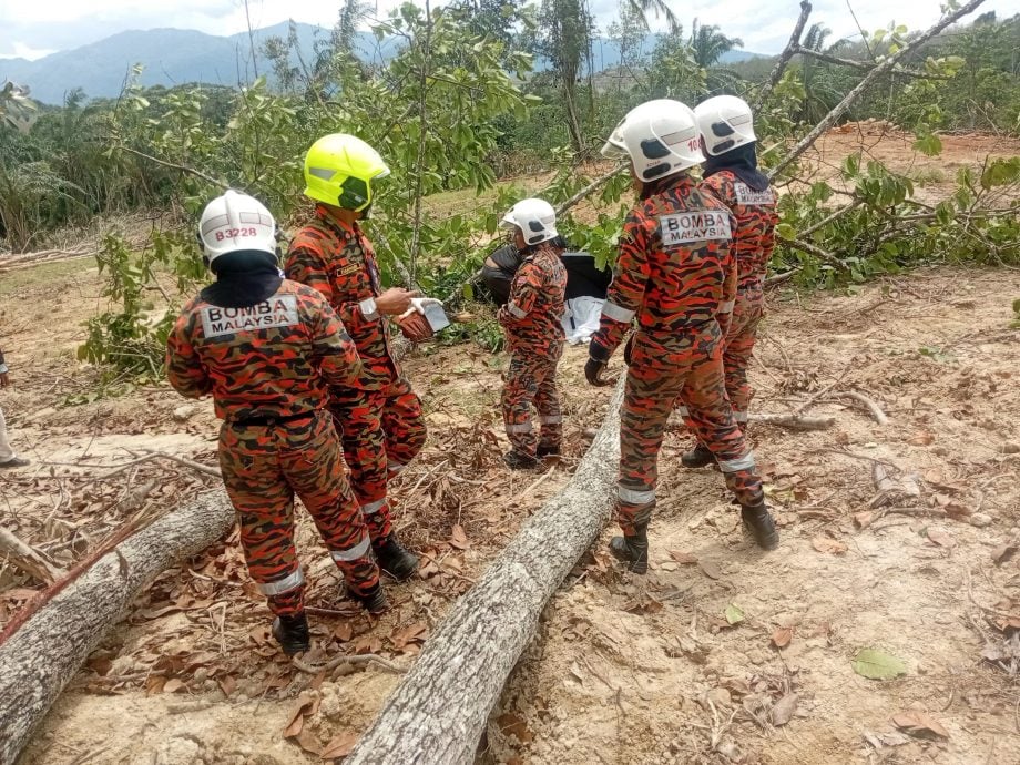 （大北马）一名64岁的男子在砍伐树木时树木不偏不倚倒下击中当场死亡