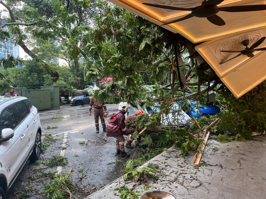 （已签发）柔：**显刊**午后大雨   大树倒下压中车