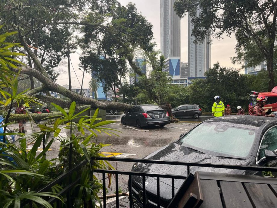 （已签发）柔：**显刊**午后大雨   大树倒下压中车