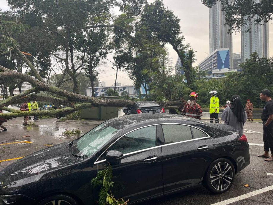 （已签发）柔：**显刊**午后大雨   大树倒下压中车