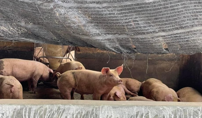 920 pigs infected with African swine fever culled in Selangor