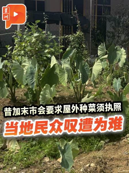 昔加末市会要求屋外种菜须执照 民众质疑必要性