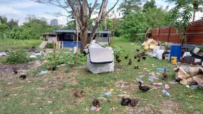 霸地建宿舍 还养家禽   市厅大怒通通拆光