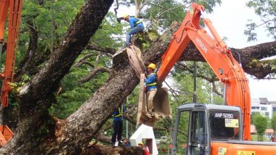 太平湖倒下雨树以树干暂支撑 市议会寻长久固定方案