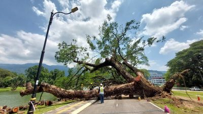 太平湖百年雨树倒下 抢救扶正获“重生”