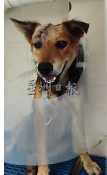  已审（大北马）忠心狗儿发现有小偷狂犬吓阻不幸被砍伤