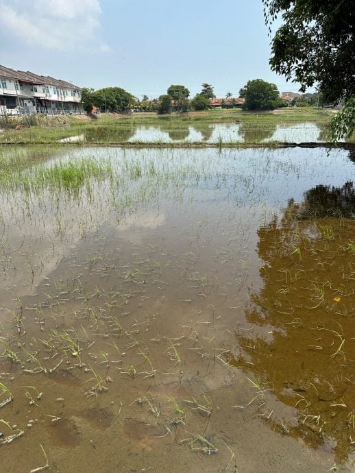 （古城第三版主文）海水倒灌稻田土壤盐化·稻农损失12万5000